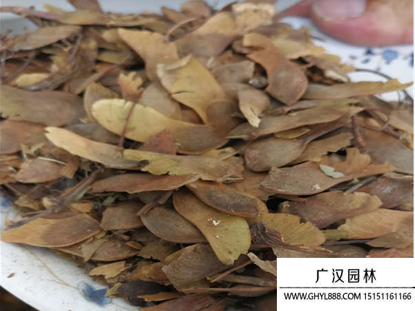 五角楓種子