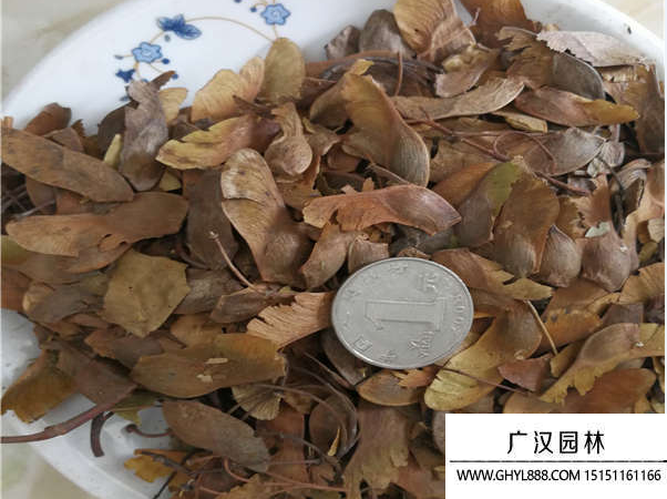 五角楓種子