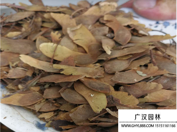 五角楓種子