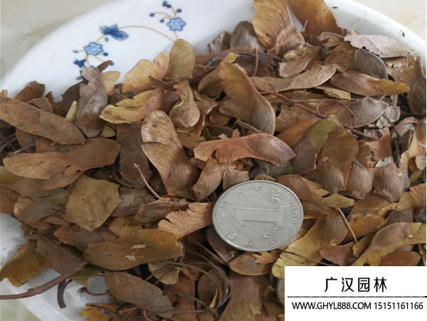 五角楓種子