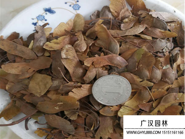 五角楓種子
