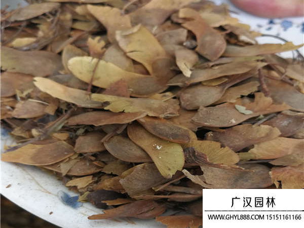 五角楓種子