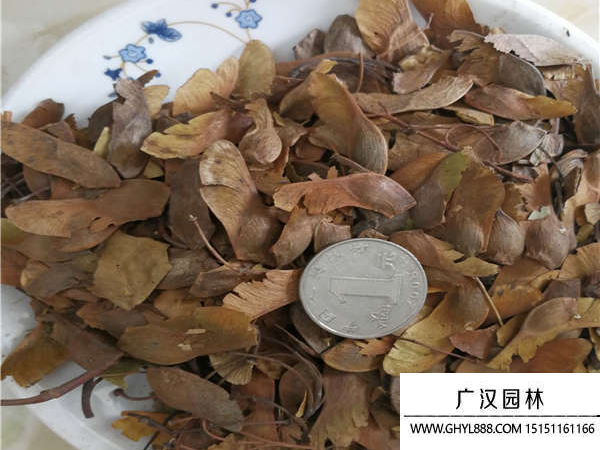 五角楓種子
