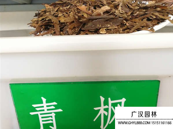 青楓種子
