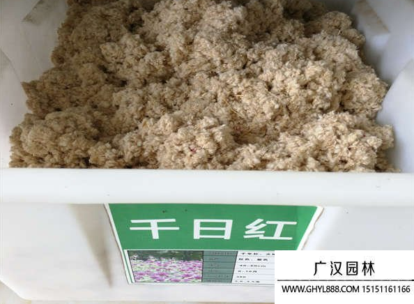 千日紅種子