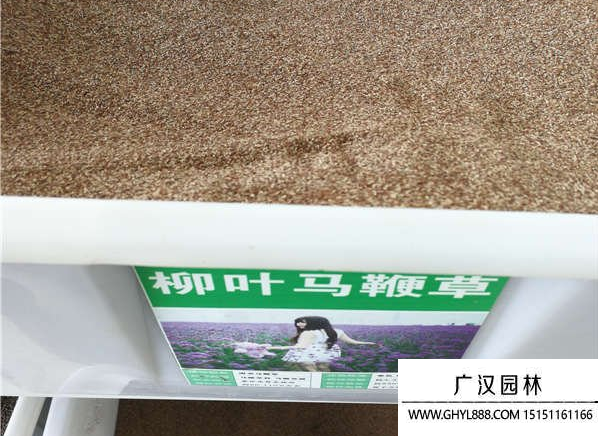 柳葉馬鞭草種子