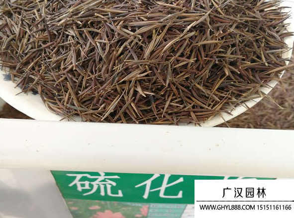 硫化菊種子