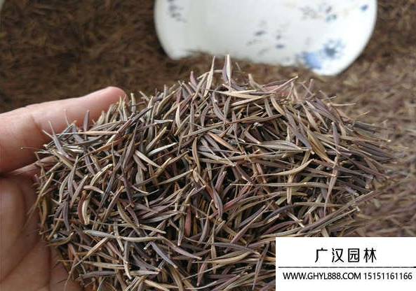 硫化菊種子
