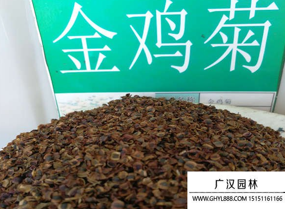 金雞菊種子