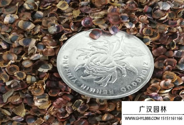 金雞菊種子