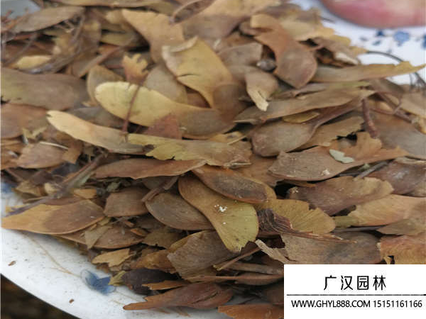 五角楓種子