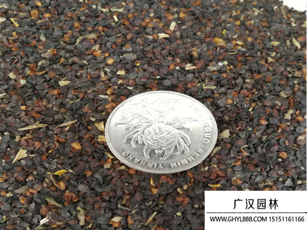 五彩石竹種子