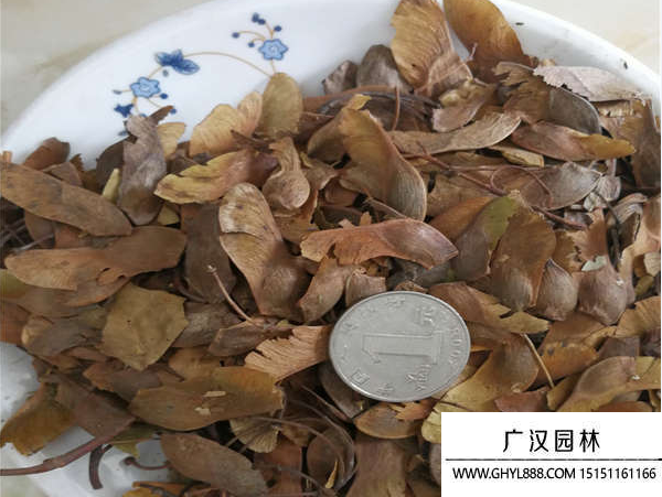 五角楓種子