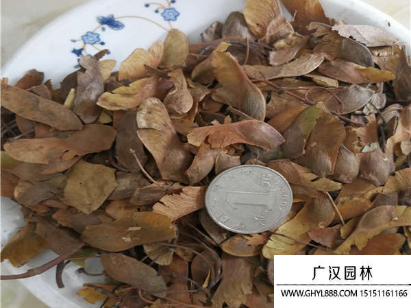 五角楓種子