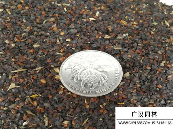 五彩石竹種子