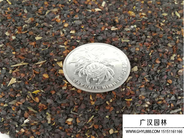 五彩石竹種子