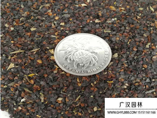 五彩石竹種子