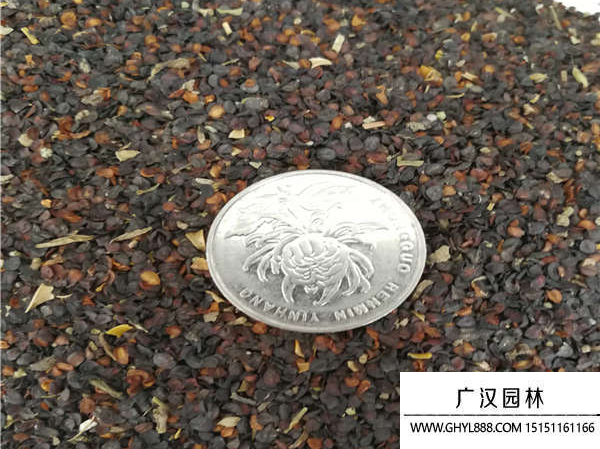 五彩石竹種子
