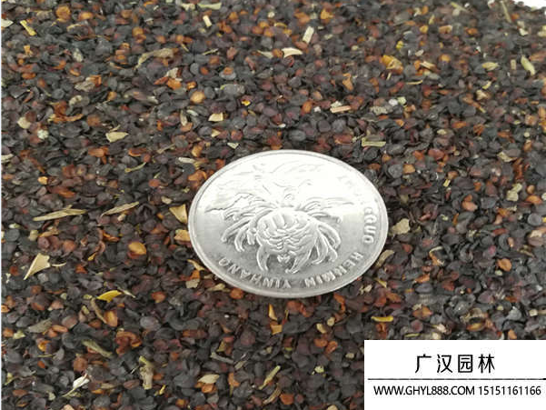 五彩石竹種子