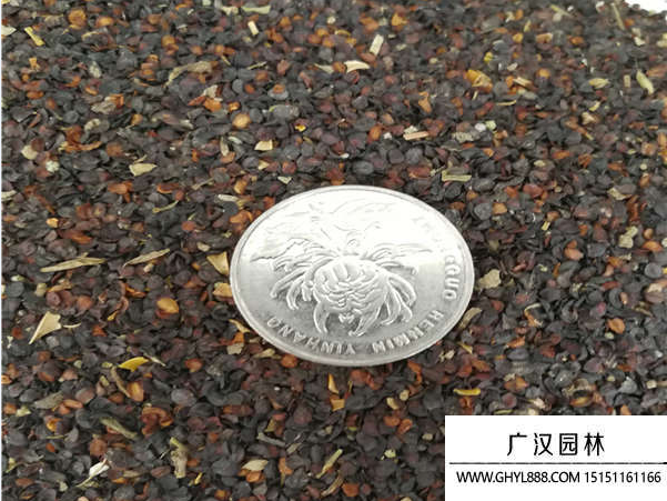 五彩石竹種子