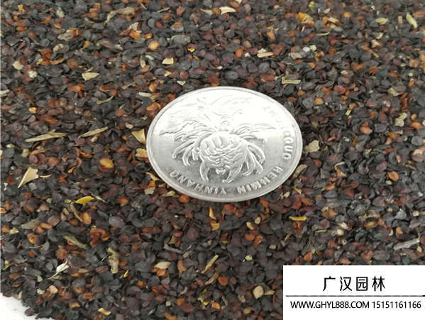五彩石竹種子