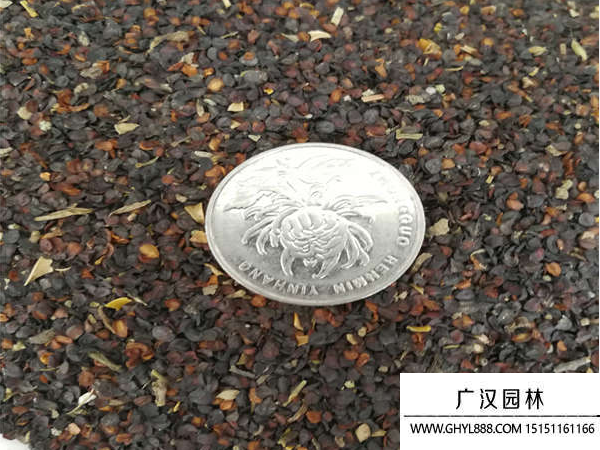 五彩石竹種子