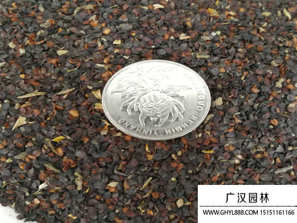 五彩石竹種子