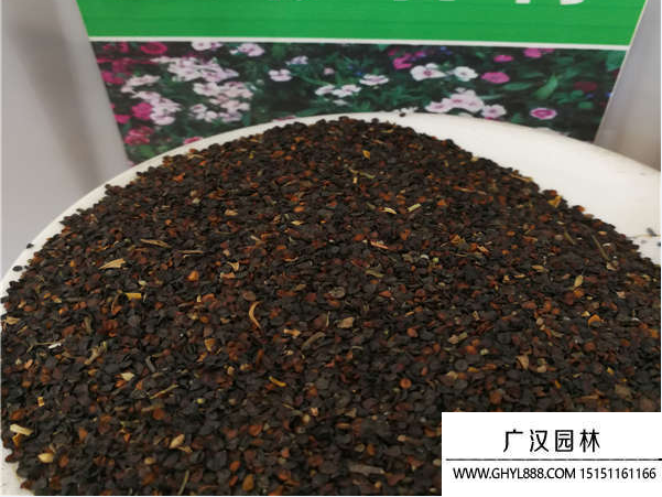 五彩石竹種子