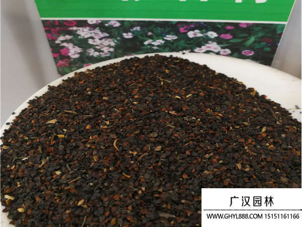 五彩石竹種子