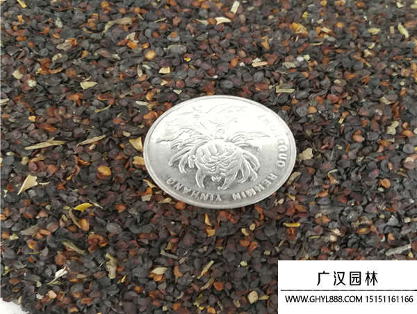 五彩石竹種子