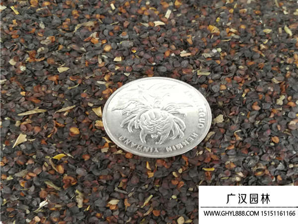 五彩石竹種子