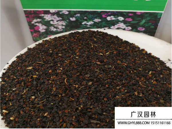 五彩石竹種子