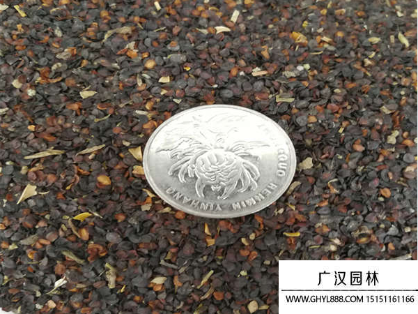 五彩石竹種子