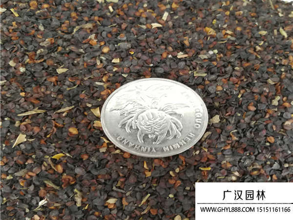 五彩石竹種子