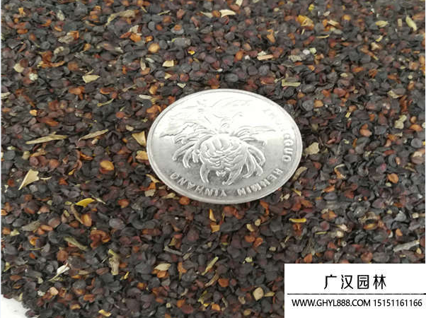 五彩石竹種子