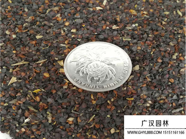 五彩石竹種子