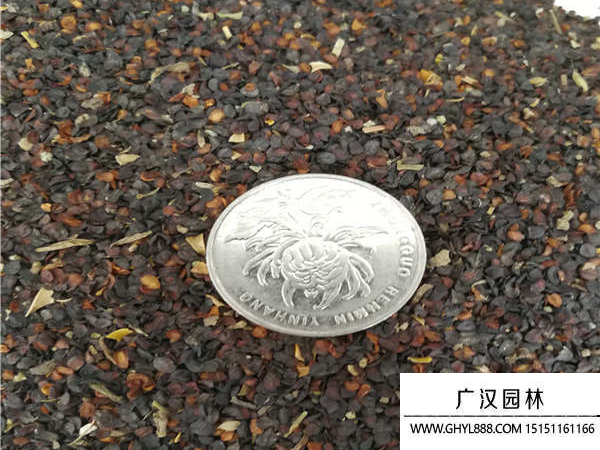五彩石竹種子