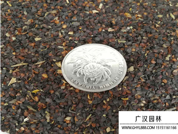 五彩石竹種子