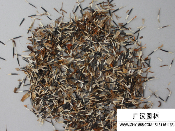 萬壽菊種子