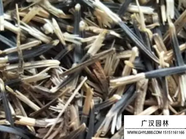 萬壽菊種子