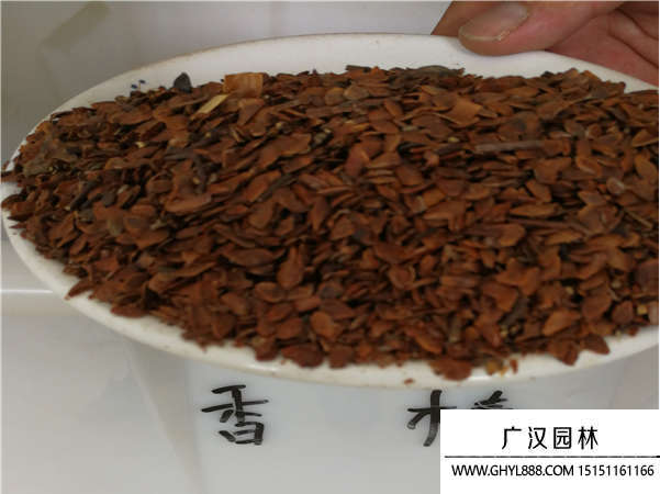 香椿種子
