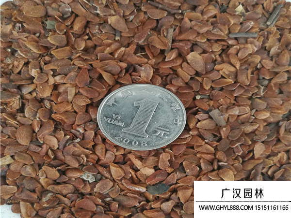 香椿種子