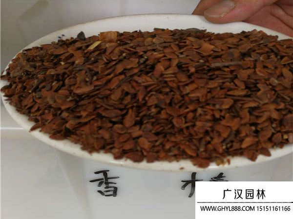 香椿種子