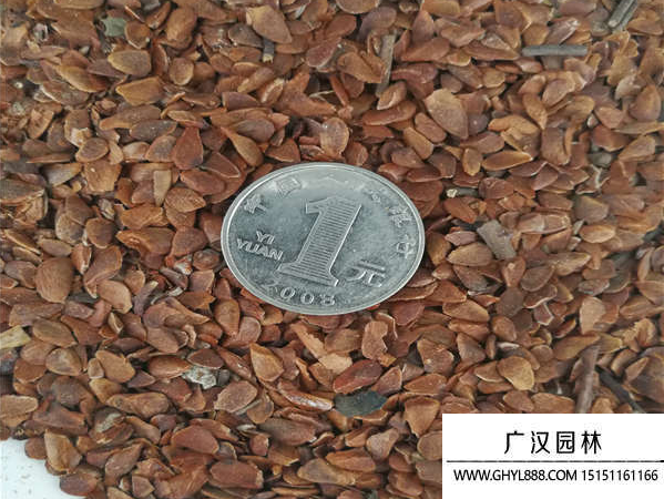 香椿種子