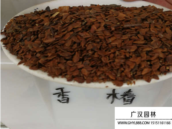 香椿苗的種子