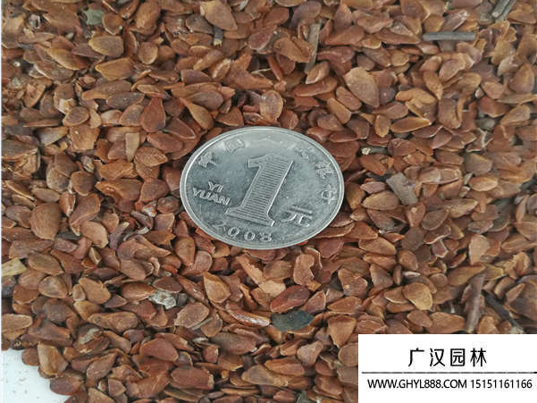 香椿種子