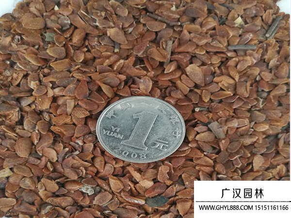 香椿種子