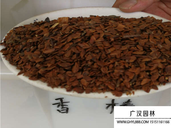 香椿種子