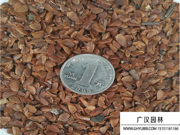 香椿種子