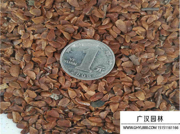香椿種子